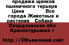 продажа щенков пшеничного терьера › Цена ­ 35 000 - Все города Животные и растения » Собаки   . Свердловская обл.,Краснотурьинск г.